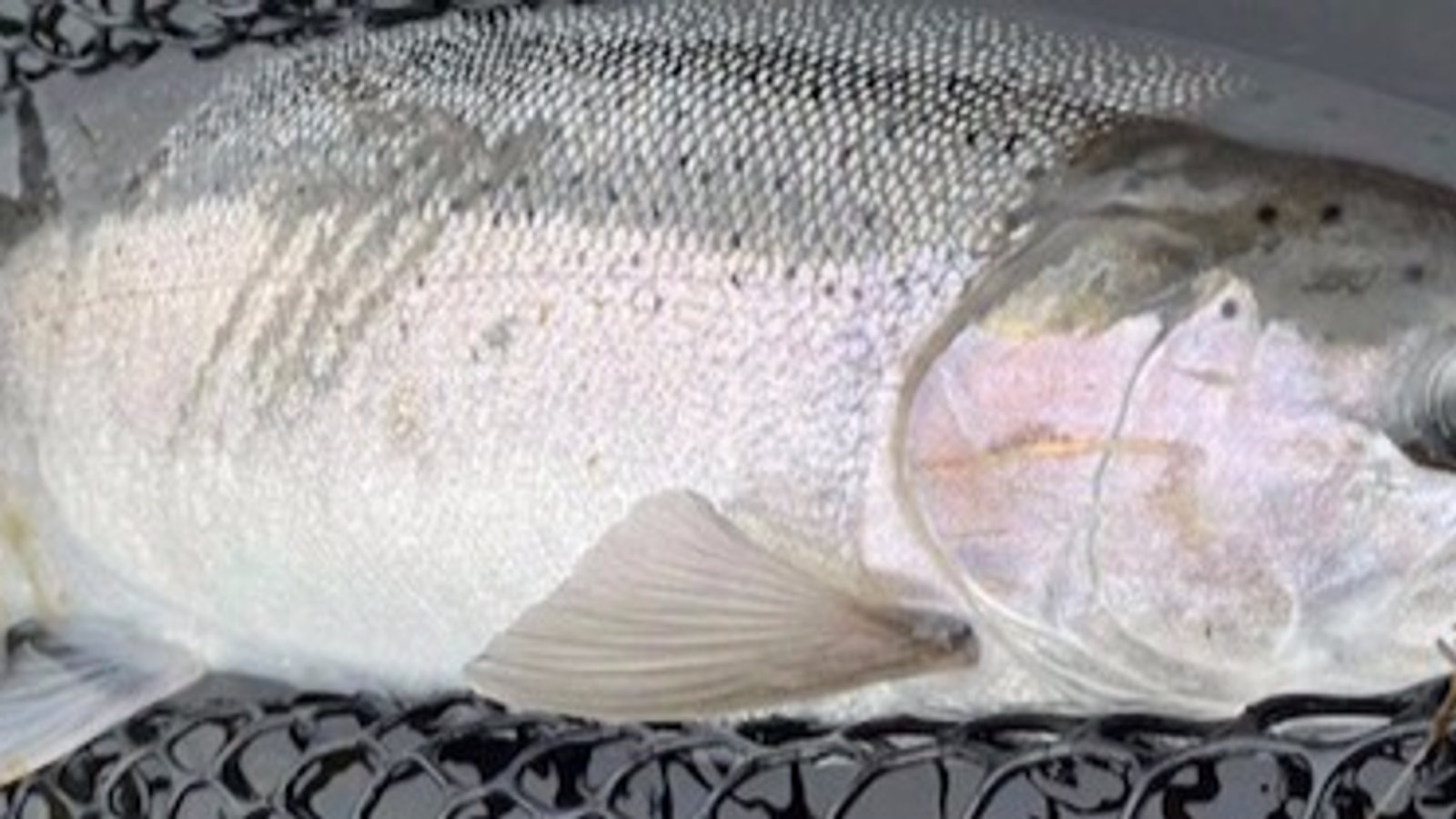 Founder of Claybank with a steelhead catch